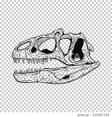 アロサウルスの頭蓋骨の化石 モノクロ 135667384