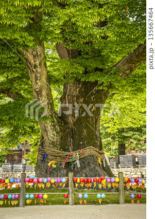 Grandmother's dangsan tree at Naeso Temple 135667464