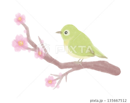 メジロと桜の水彩風イラスト 135667512