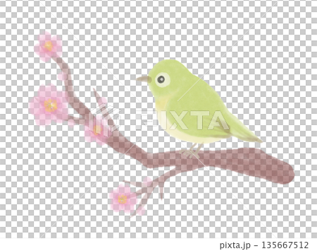 メジロと桜の水彩風イラスト 135667512