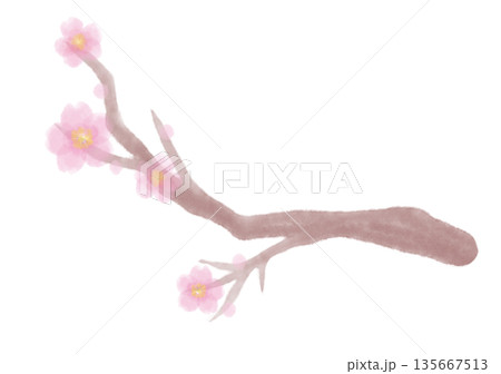 桜の水彩風イラスト 桜の水彩風イラスト 135667513