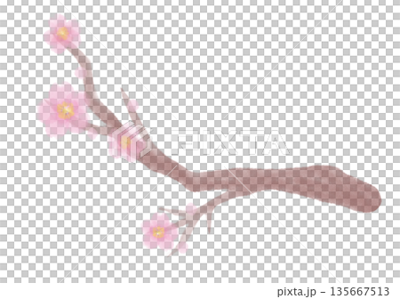 桜の水彩風イラスト 桜の水彩風イラスト 135667513