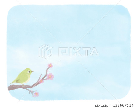 メジロと桜の水彩風手書き背景 メジロと桜の水彩風手書き背景 135667514