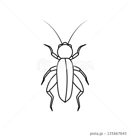 Cricket Insect icon Cricket Insect icon 135667645