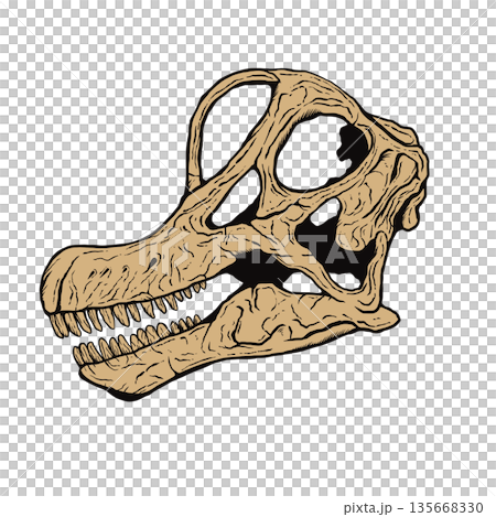 腕龍頭骨化石 135668330