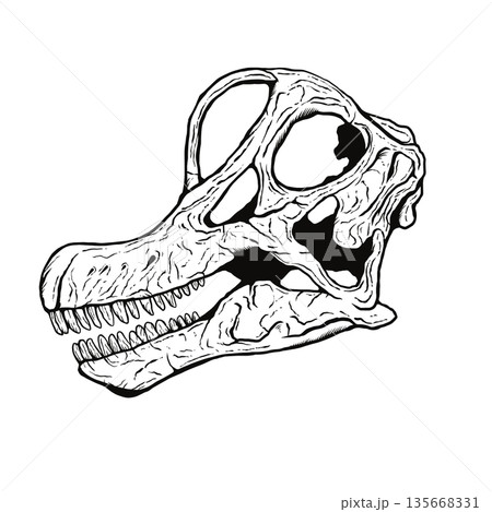 ブラキオサウルスの頭蓋骨の化石 モノクロ 135668331