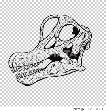 ブラキオサウルスの頭蓋骨の化石 モノクロ 135668331
