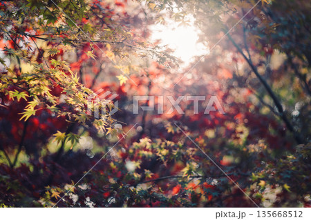 光に包まれた紅葉 光に包まれた紅葉 135668512
