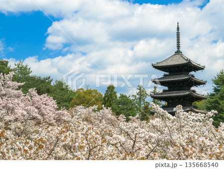 仁和寺と小室桜 135668540