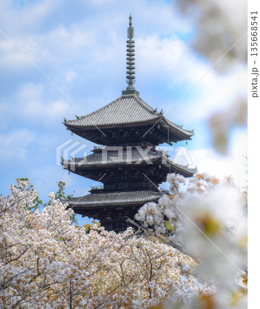 仁和寺と小室桜 135668541