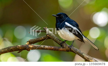 blue tit perched on a branch 135669478