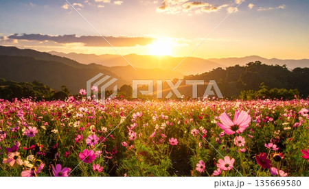 Vibrant red poppy flowers bloom in a mountain meadow under a breathtaking sunset sky, capturing the natural beauty of a spring landscape bathed in warm golden sunlight Vibrant red poppy flowers bloom in a mountain meadow under a breathtaking sunset sky, capturing the natural beauty of a spring landscape bathed in warm golden sunlight 135669580