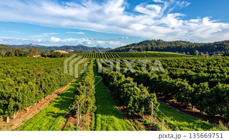 A scenic rural landscape in France, Provence, and the Netherlands features rows of wine grapes and agricultural crops growing under a blue summer sky across the lush farming countryside 135669751