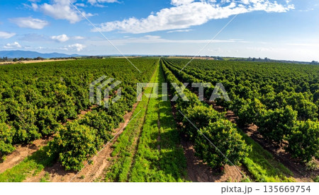 A scenic rural landscape in France, Provence, and the Netherlands features rows of wine grapes and agricultural crops growing under a blue summer sky across the lush farming countryside 135669754
