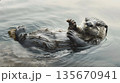 水面に仰向けで浮かぶ可愛いラッコ 135670941