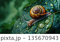 雨に濡れた葉とカタツムリ 135670943
