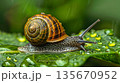 雨に濡れる葉上のカタツムリ 135670952