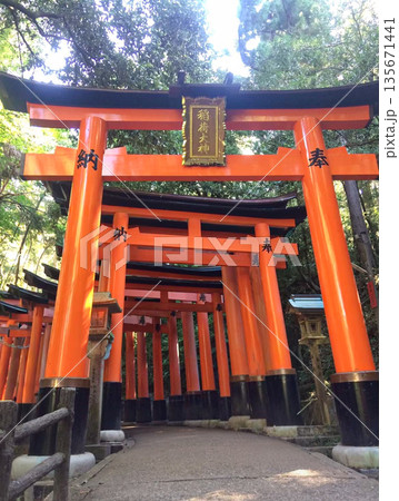 京都 伏見稲荷大社の千本鳥居のトンネル 135671441