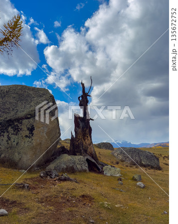 Desolate tree remains among rocks in a mountain meadow under a dramatic sky Desolate tree remains among rocks in a mountain meadow under a dramatic sky 135672752