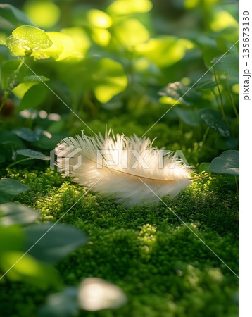 White feather resting on green moss in a tranquil forest setting White feather resting on green moss in a tranquil forest setting 135673130