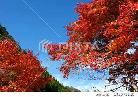 寸又峡温泉の紅葉 135673219