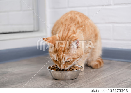 A cute red cat eats from a bowl A cute red cat eats from a bowl 135673308