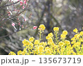 早春の菜の花 135673719