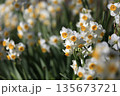 早春の水仙 135673721