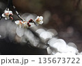 早春の光の中の白梅 135673722