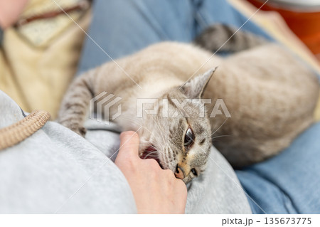 手を噛む猫 シャムトラ 手を噛む猫 シャムトラ 135673775