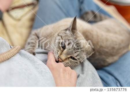 手を噛む猫　シャムトラ 135673776