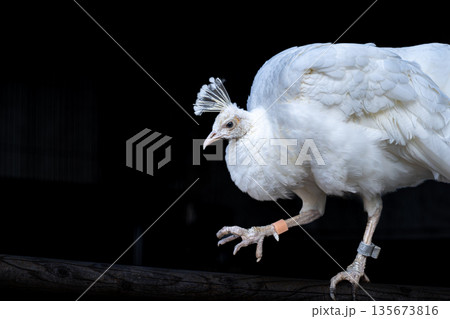 野毛山動物園のインドクジャク、シロクジャク、白い鳥 135673816