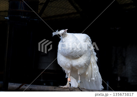 野毛山動物園のインドクジャク、シロクジャク、白い鳥 135673817