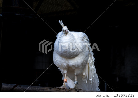 野毛山動物園のインドクジャク、シロクジャク、白い鳥 135673818