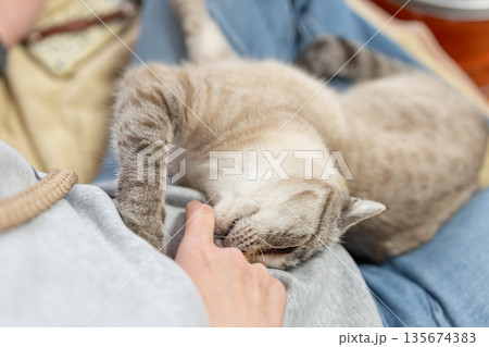 手を噛む猫　シャムトラ 135674383