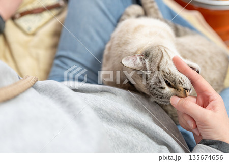 手を噛む猫 シャムトラ 手を噛む猫 シャムトラ 135674656