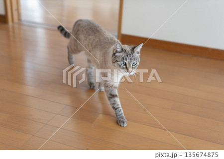 室内を歩く猫 135674875