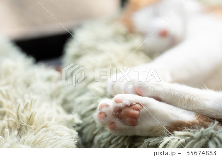 可愛い猫の手 135674883