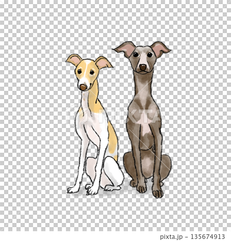 Italian Grey Hound illustration Italian Grey Hound illustration 135674913