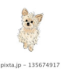 ポメプーのイラスト 135674917