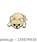 伏せをしているチワワのイラスト 135674918