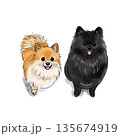 ポメラニアンのイラスト 135674919