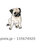 パグのイラスト 135674920
