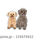 トイプードルのイラスト 135674922