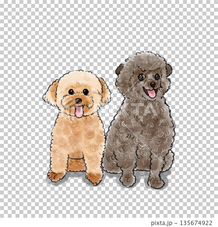 Toy poodle illustration 135674922