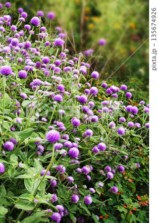 11月晩秋の野に咲くピンクのセンニチコウの花 135674926