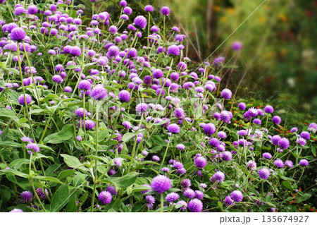 11月晩秋の野に咲くピンクのセンニチコウの花 11月晩秋の野に咲くピンクのセンニチコウの花 135674927
