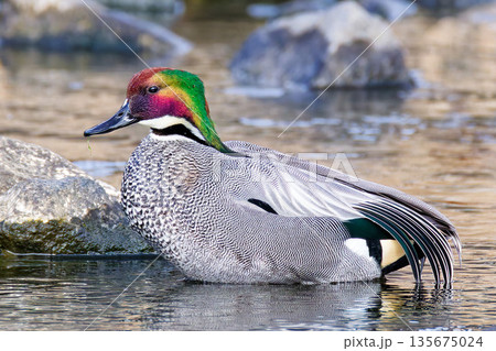 川辺の浅瀬に立つヨシガモ成鳥の雄 川辺の浅瀬に立つヨシガモ成鳥の雄 135675024