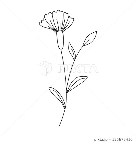 Single wildflower outline ink drawing isolated on white background 135675416