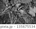 側溝に落ちた落ち葉 135675534